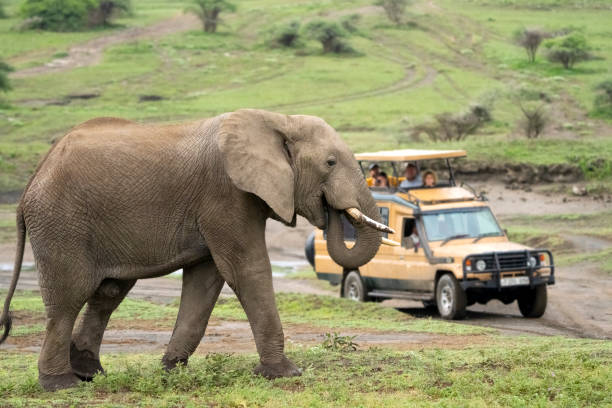 Safari 4
