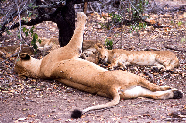 Safari 9