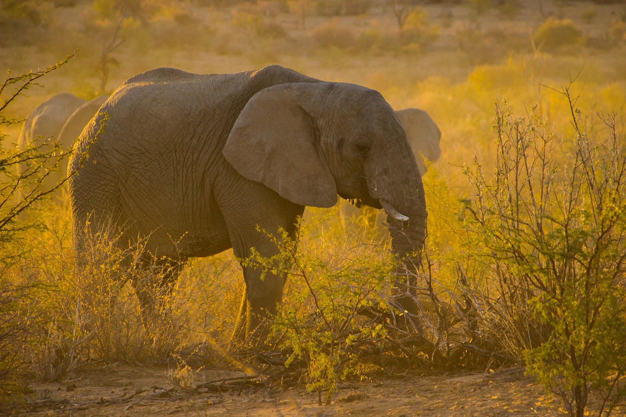 1 Day Safari from Zanzibar, Explore Mikumi or Selous National Park