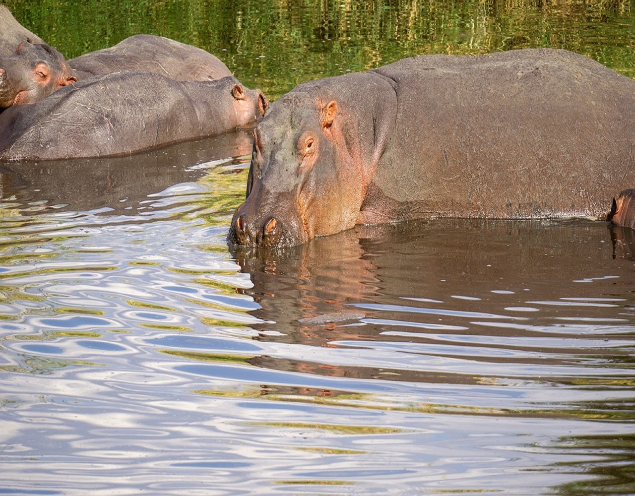 Hippo Pool Safari Adventure - Top Visited Areas