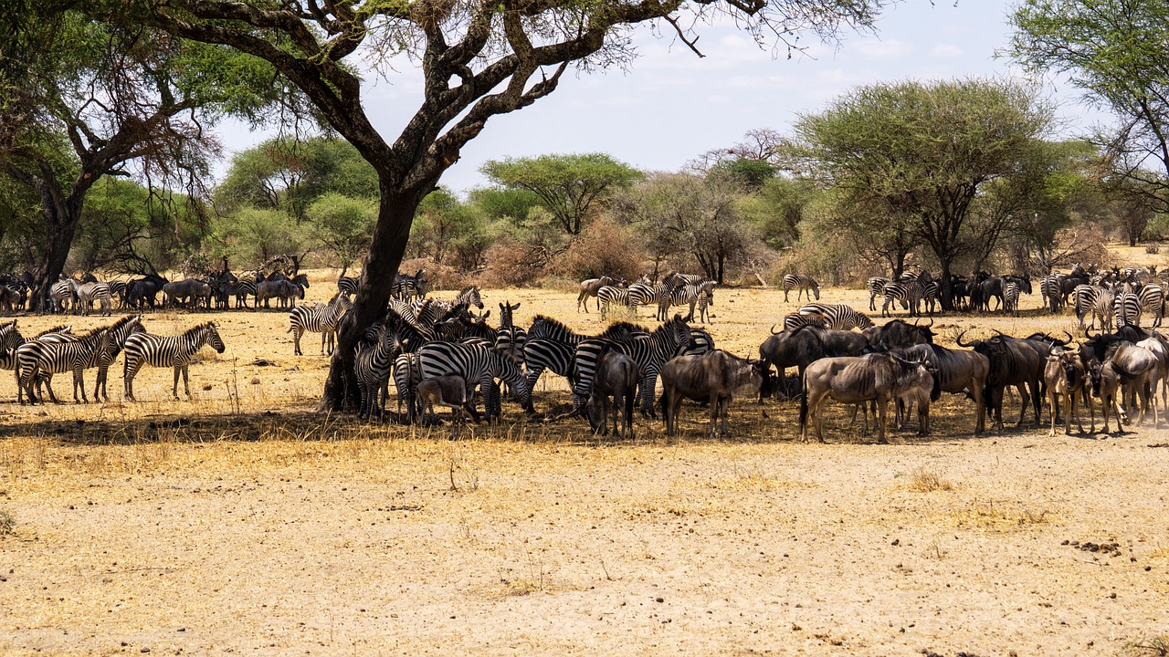 How Many Days Are Ideal for a Safari in Tanzania?