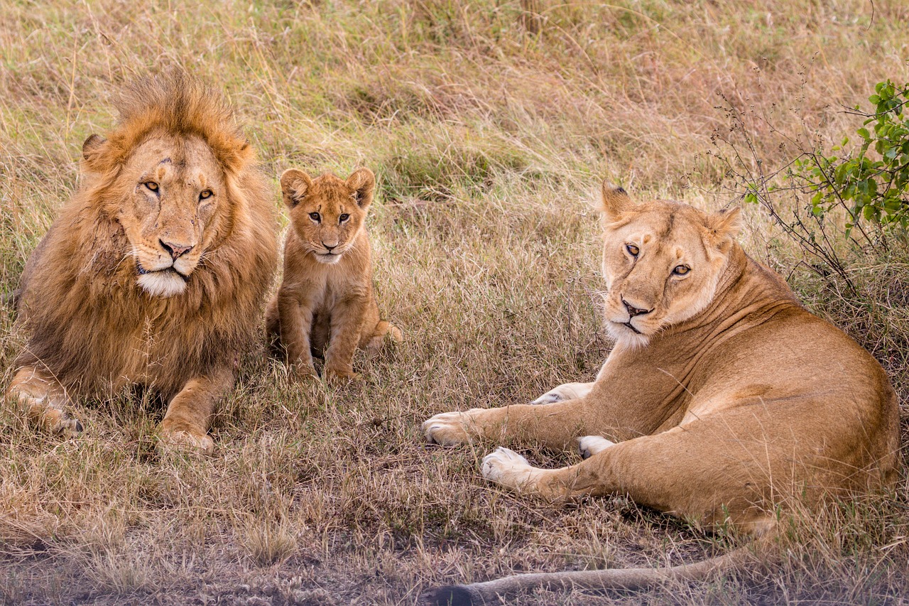 Is a Safari in Tanzania Safe? Your Comprehensive Safety Guide