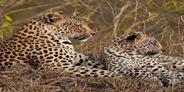 Leopard Safari in Tanzania, Tracking Africa’s Iconic Big Cat
