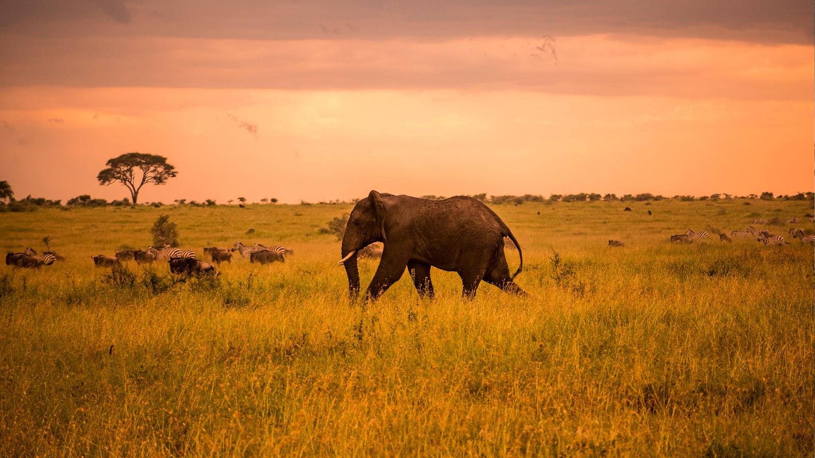 The Ultimate Guide to Things to Do in Tanzania