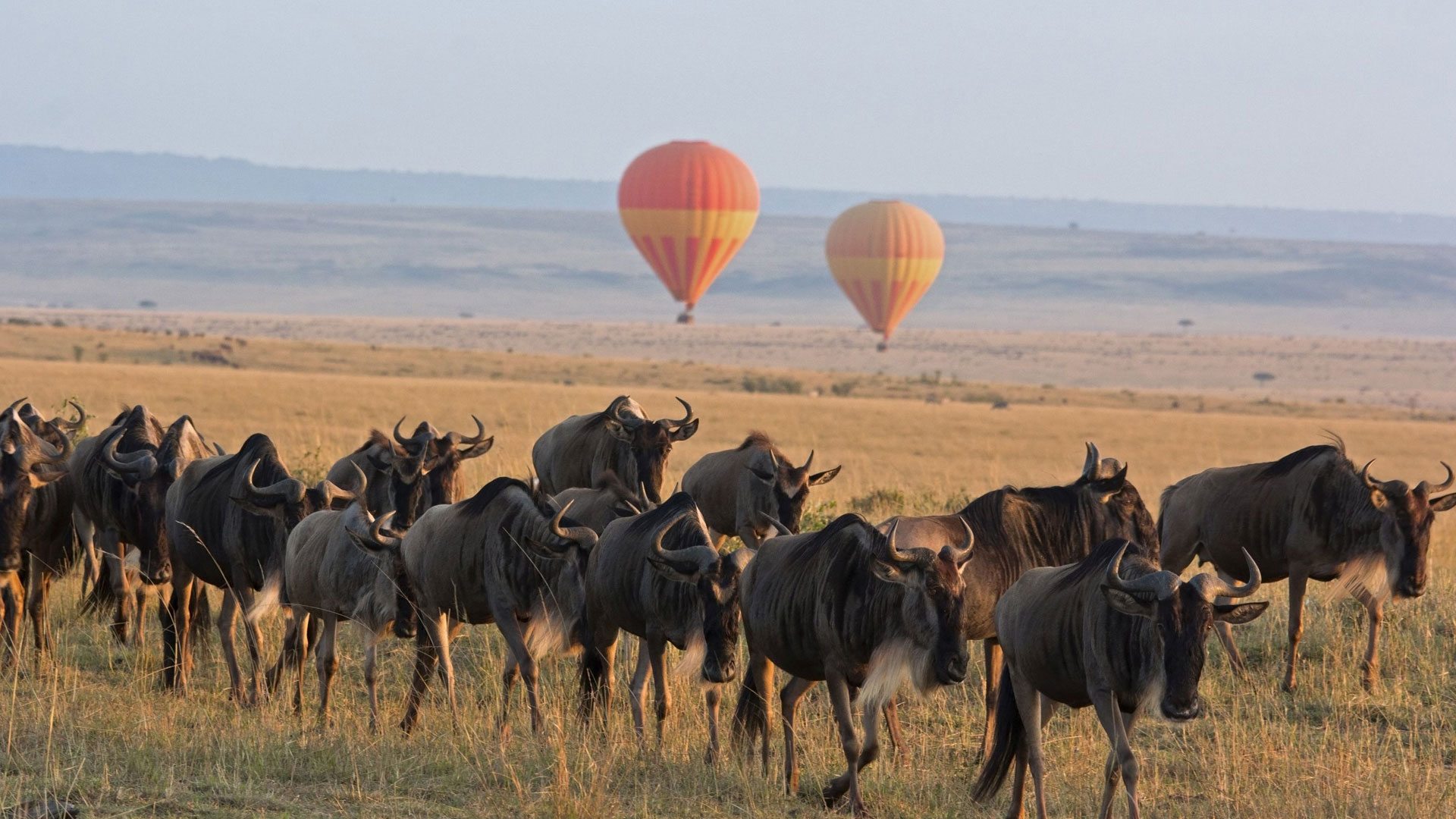 What is the Best Time to Visit the Serengeti for Wildlife and Adventure?