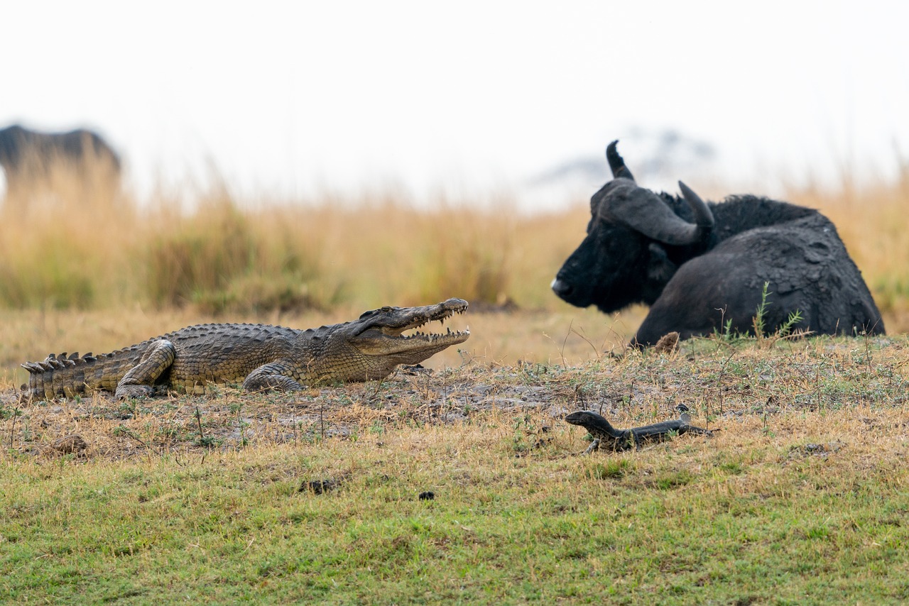 Crocodile Safari Experience In Tanzania