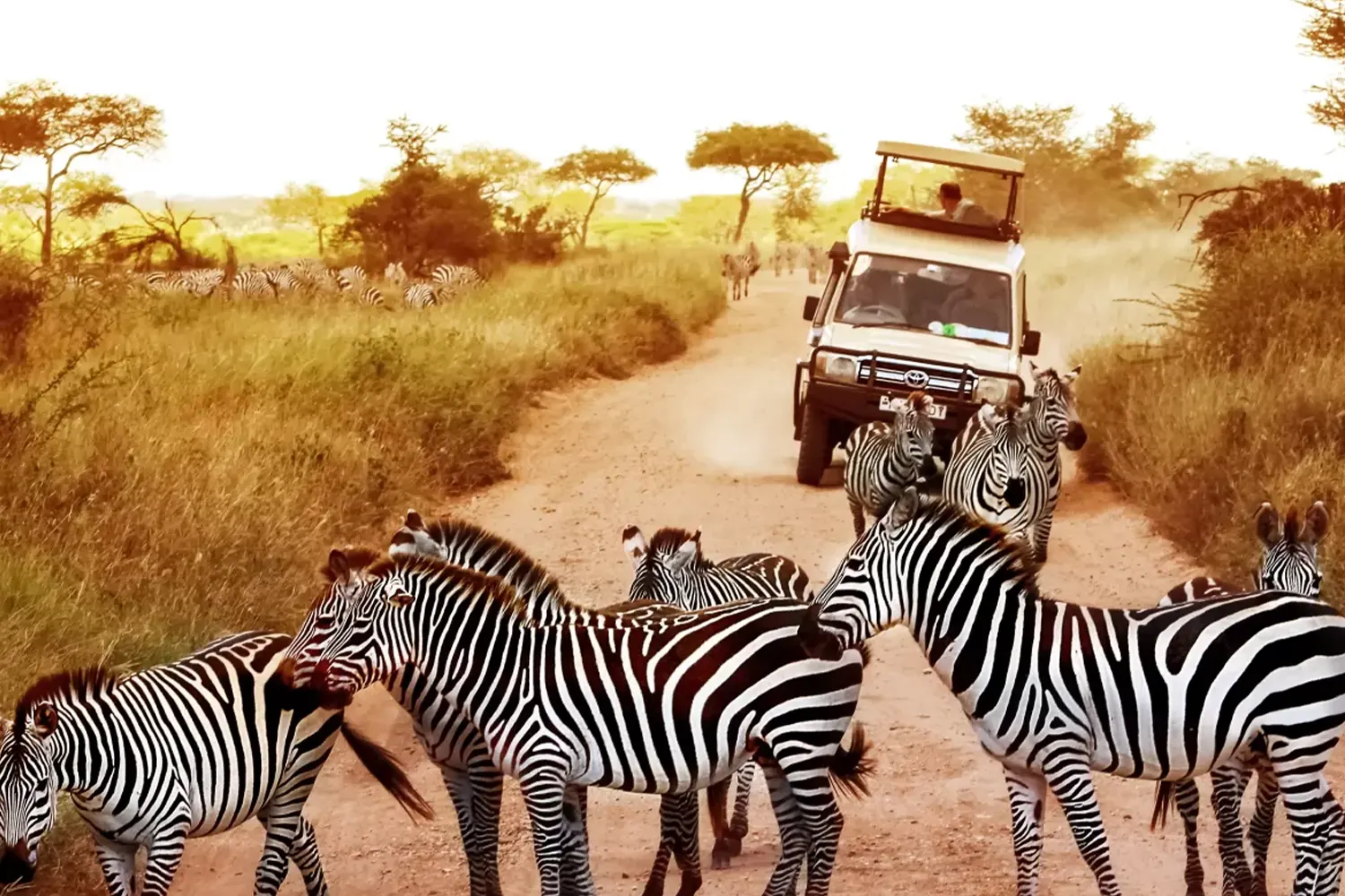 Experience a Ngorongoro Crater Day Trip, Everything You Need to Know