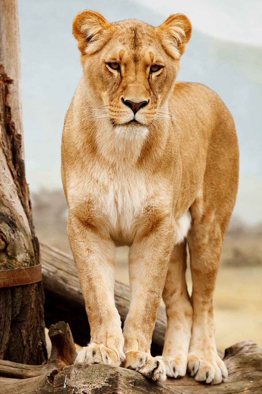 DiscoverServal Wildlife Arusha: 1-Day Safari Trip