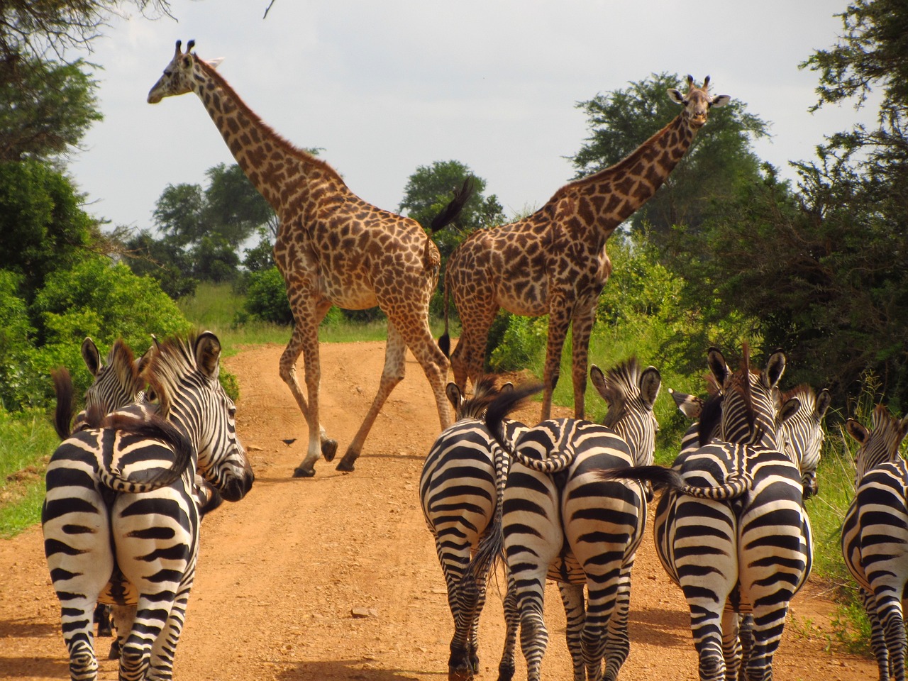 Unforgettable Tanzania Safari and Zanzibar Packages for Adventure and Relaxation