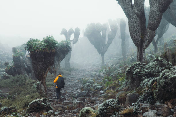 Kilimanjaro Altitude Sickness Guide  2026