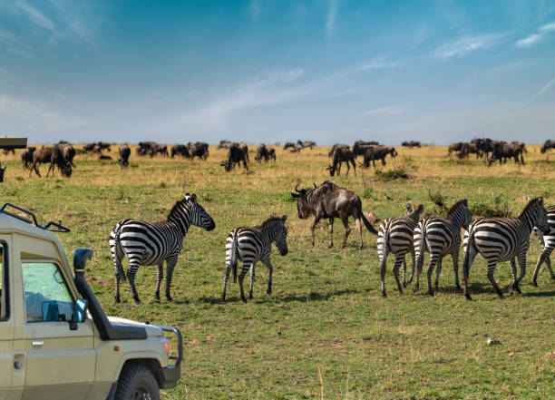 Serengeti National Park Safaris Costs and Price  2026 Serengeti National Park Safaris Costs and Price  2026