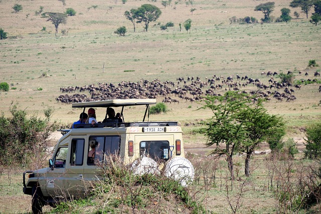 Is There Wi Fi Available During A Tanzania Safari  2026
