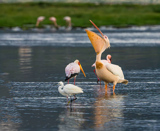5 Day Lake Natron, Serengeti & Ngorongoro Safari  2026