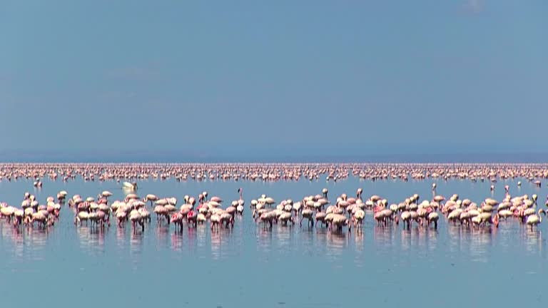 Lake Natron Entrance Fees & Best Price Table  2026